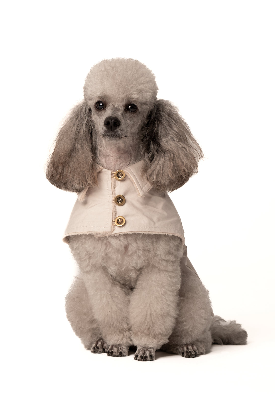 Gabardina en algodón para perros