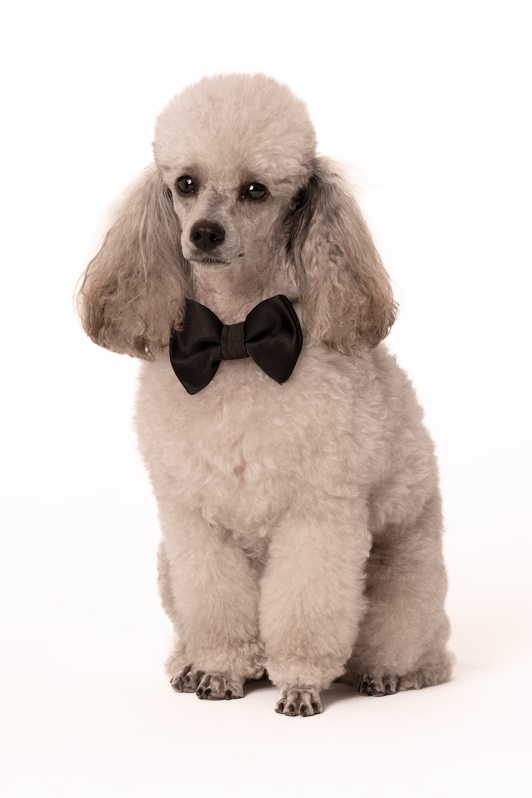 Pajarita de lujo para perros - hecha a mano