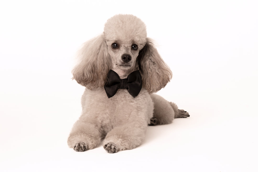 Pajarita de lujo para perros - hecha a mano