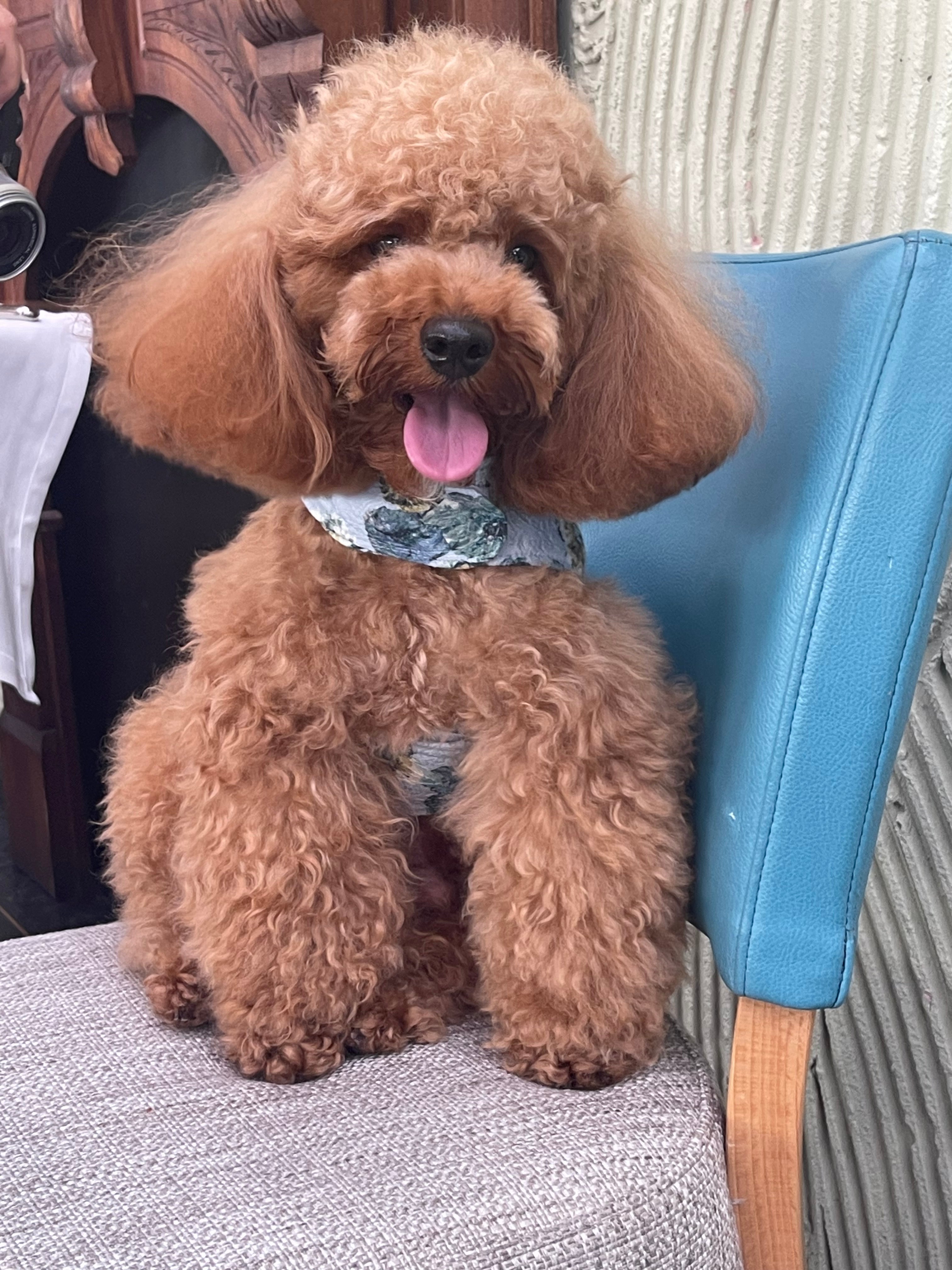 Arnés unisex de lujo con bolsillo