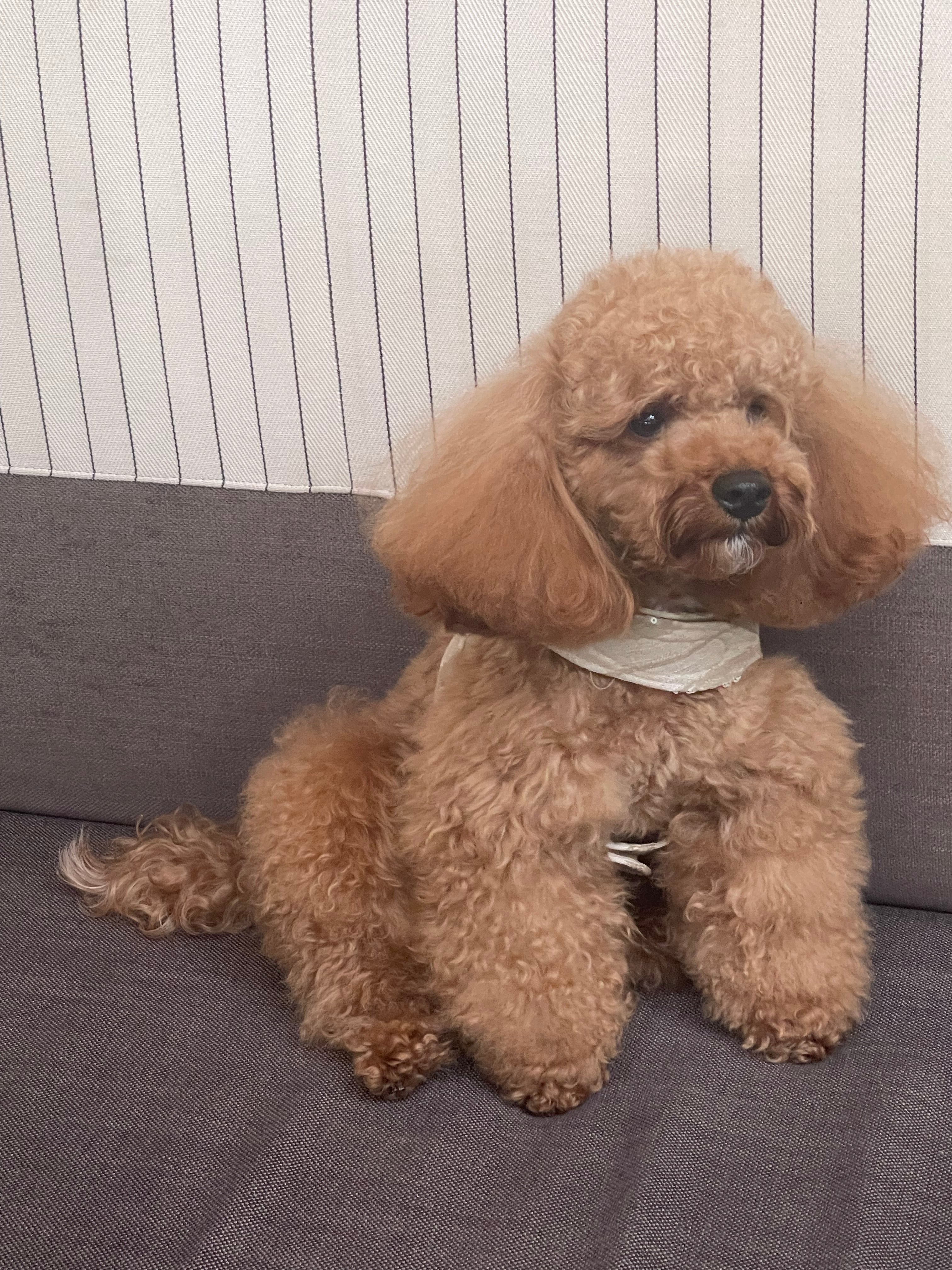 Arnes de lini-viscosa con lentejuelas italianas