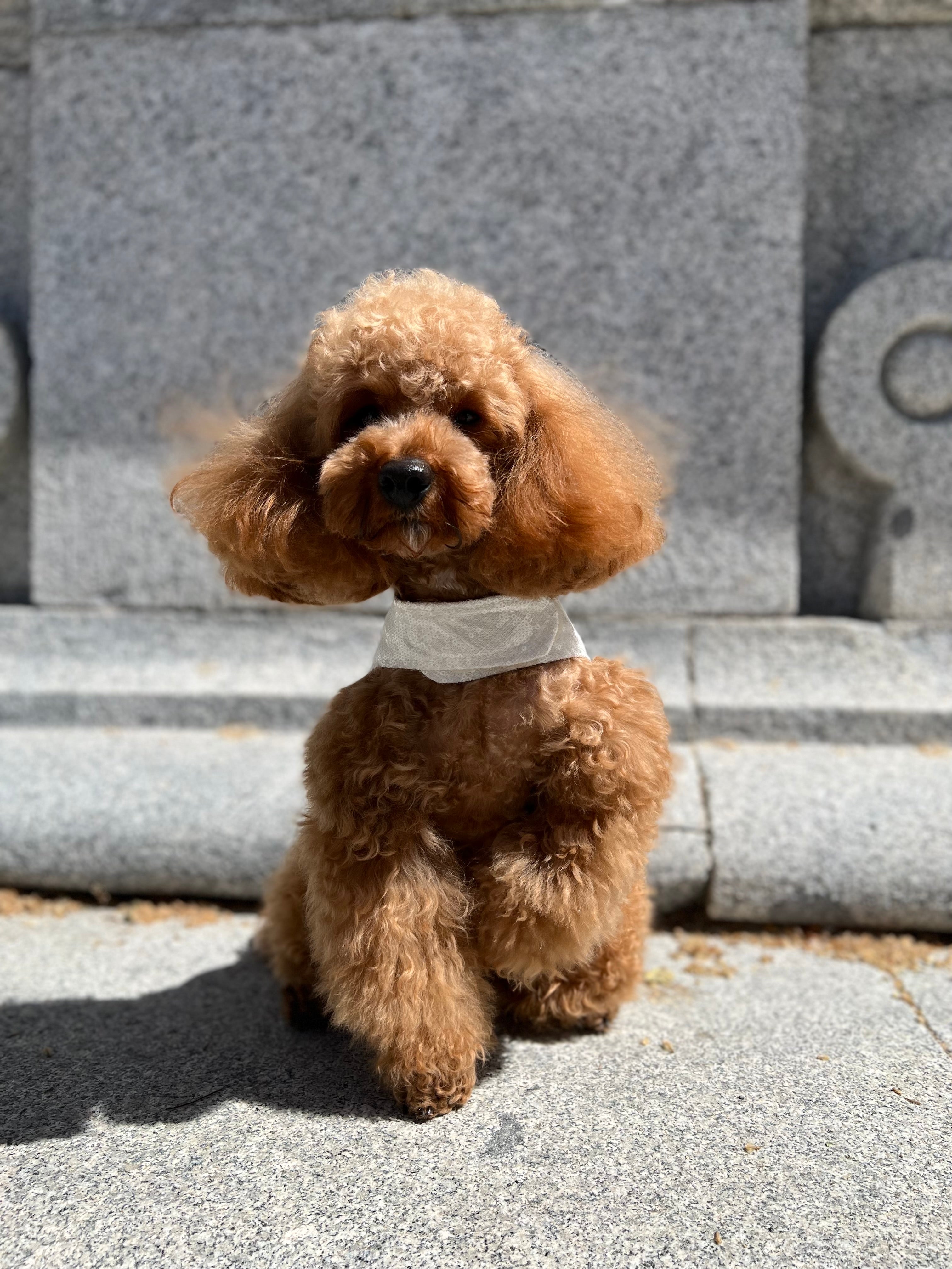 Arnés de lino italiano bordado en lentejuelas I Edición limitada