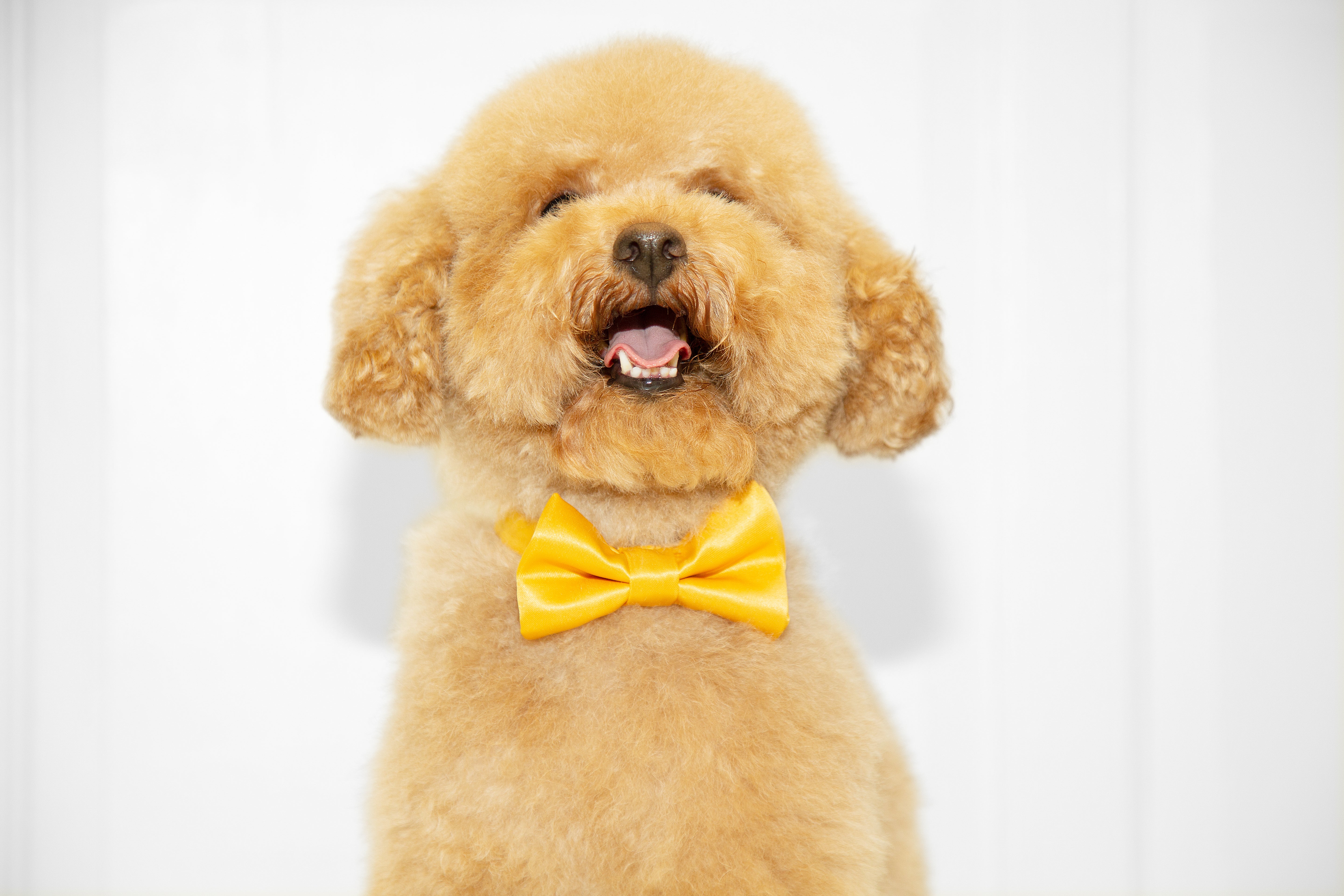 Pajarita de lujo para perros - hecha a mano