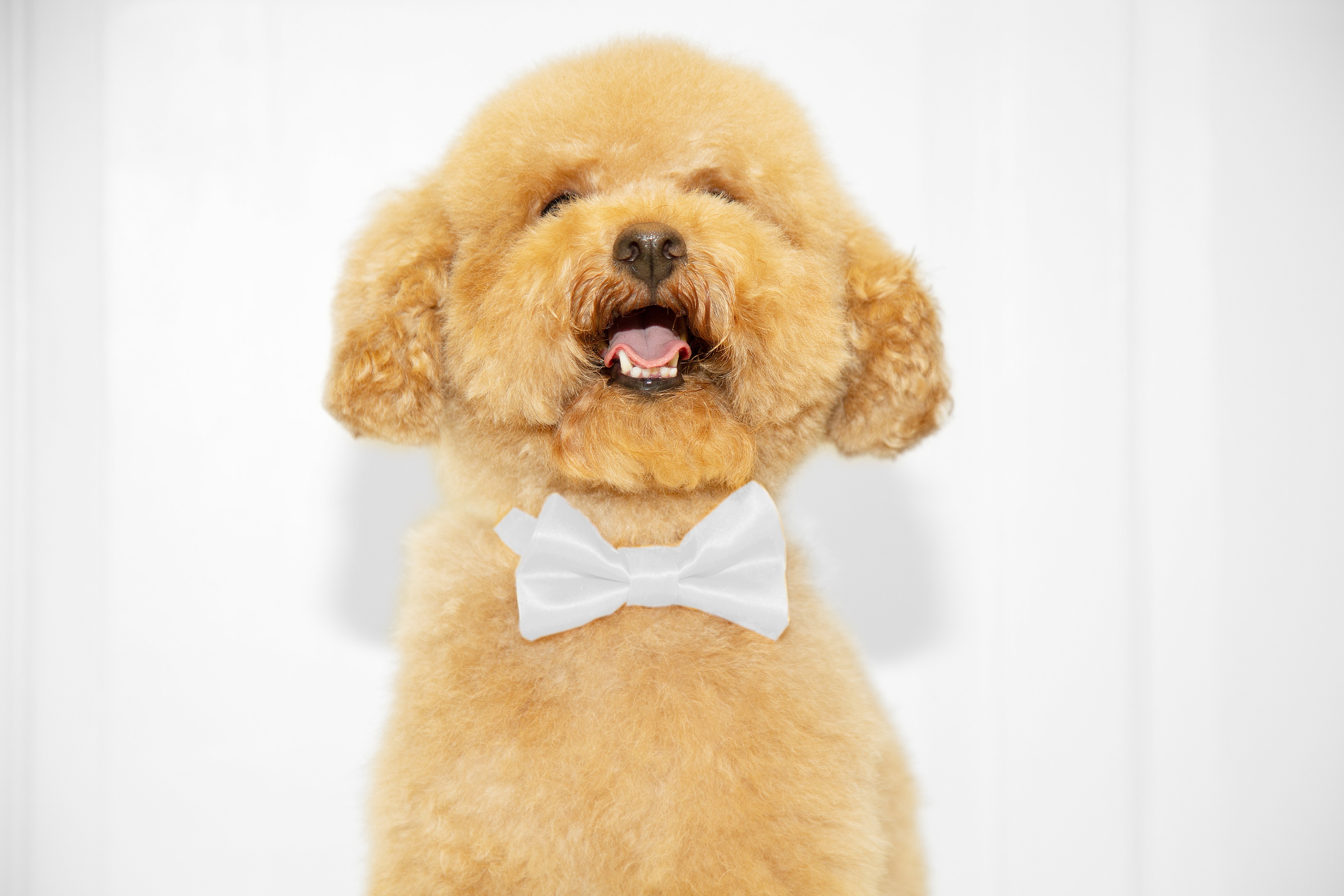 Pajarita de lujo para perros - hecha a mano