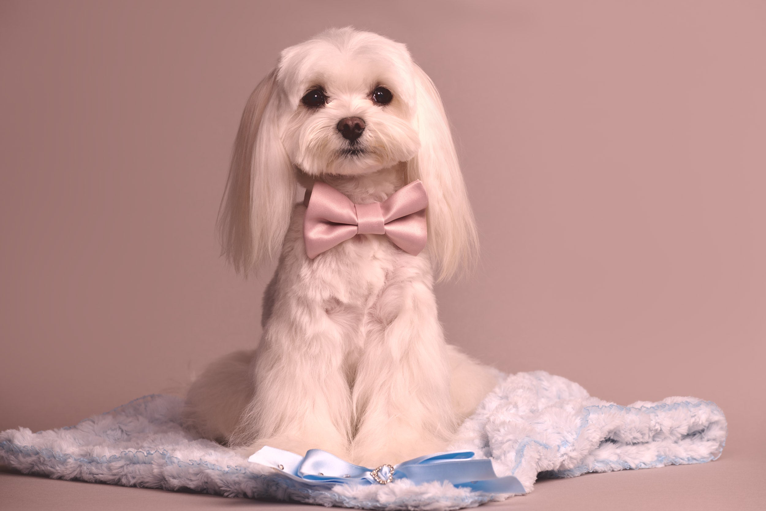 Manta para Perros - Confort y Estilo Exclusivo